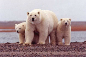 Care este durata de viață a unui urs alb în natură și captivitate?